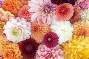 Vibrant, colorful dahlias in full bloom, showcasing shades of pink, orange, yellow, and red.